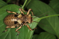 Enyaliopsis transvaalensis