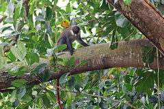 Cercopithecus ascanius