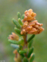 Erica tristis