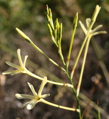 Ixia paniculata