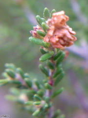 Erica tristis
