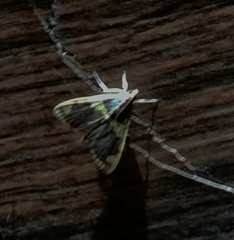 Rehimena