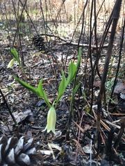 Uvularia puberula