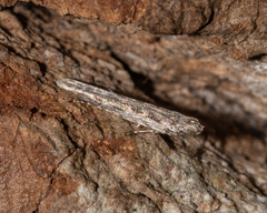 Batrachedra praeangusta