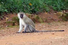 Chlorocebus tantalus