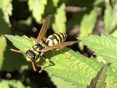 Polistes dominula