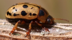 Gonioctena variabilis