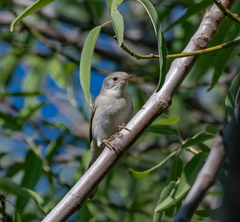 Curruca cantillans albistriata