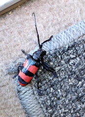 Ceroplesis orientalis