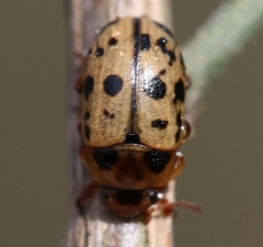Gonioctena variabilis