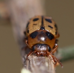 Gonioctena variabilis