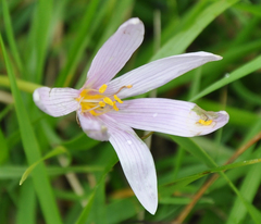 Colchicum autumnale