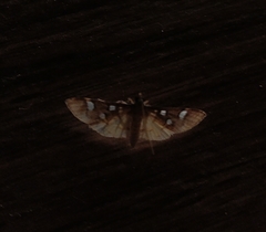 Cotachena pubescens