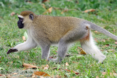 Chlorocebus tantalus