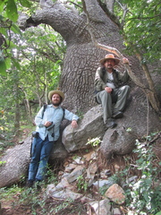 Beaucarnea recurvata