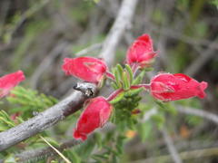 Erica oatesii oatesii