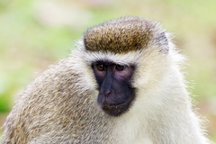 Chlorocebus tantalus