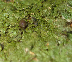 Orchesella bifasciata