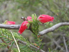 Erica oatesii oatesii