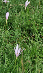 Colchicum autumnale