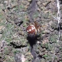 Steatoda bipunctata