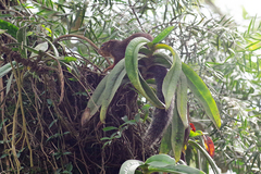 Heliosciurus rufobrachium