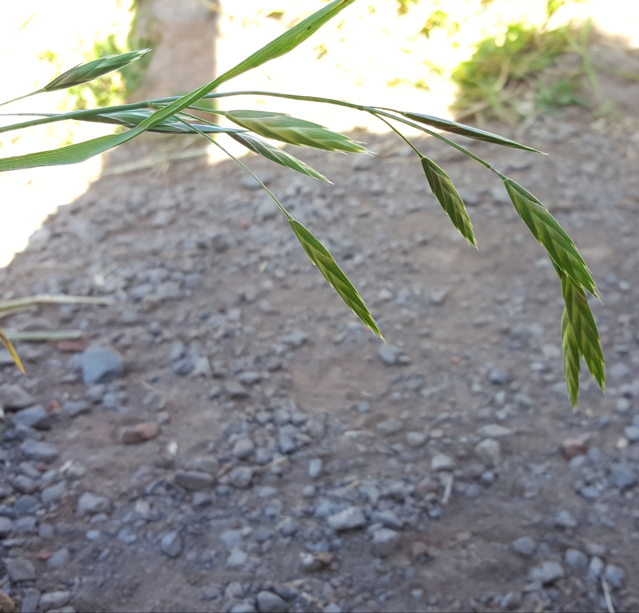 (c) François Rousseu, certains droits réservés (CC BY-NC) https://www.inaturalist.org/observations/92600585