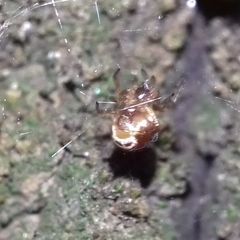 Steatoda bipunctata