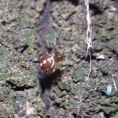 Steatoda bipunctata