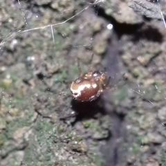 Steatoda bipunctata