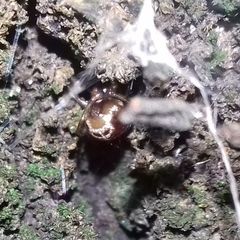 Steatoda bipunctata