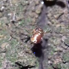 Steatoda bipunctata