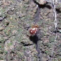 Steatoda bipunctata