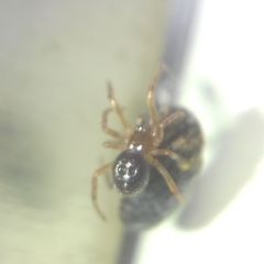 Steatoda bipunctata