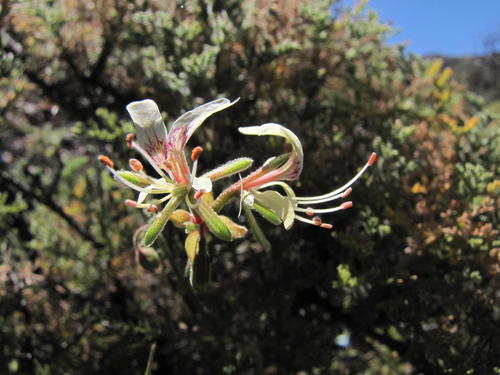 Pelargonium tragacanthoides
