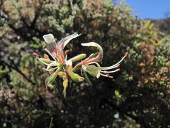 Pelargonium tragacanthoides