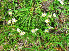 Euploca foliosissima