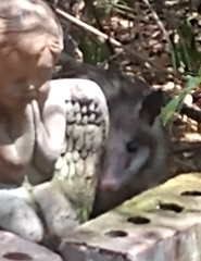 Didelphis virginiana