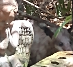 Didelphis virginiana