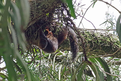 Heliosciurus rufobrachium