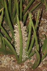 Sansevieria pearsonii