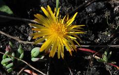 Lampranthus reptans