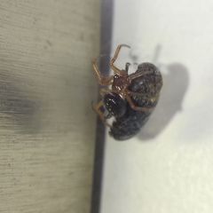 Steatoda bipunctata