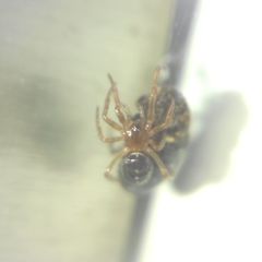 Steatoda bipunctata