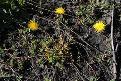 Lampranthus reptans