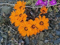 Gazania heterochaeta