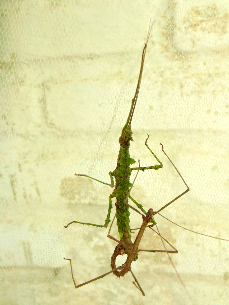 stick insect
