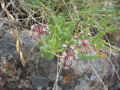 Xysmalobium parviflorum