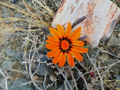 Gazania heterochaeta