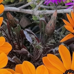 Gazania heterochaeta